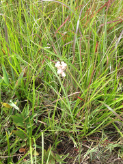 Asclepias linearis