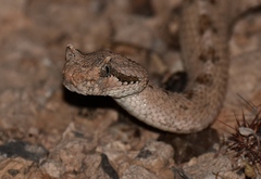 Crotalus cerastes cerastes
