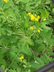 Chelidonium majus