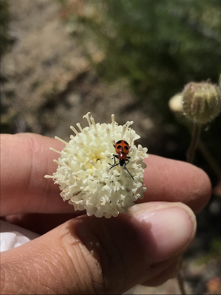 Androlyperus maculatus