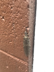 Chauliodes