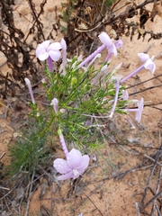 Ipomopsis longiflora longiflora