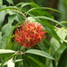 Ixora casei - Photo (c) thibaudaronson, some rights reserved (CC BY-SA), uploaded by thibaudaronson