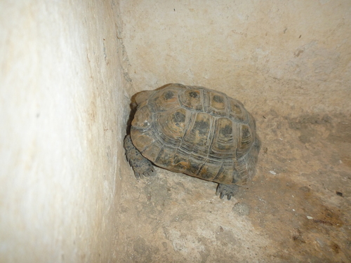 Nabeul Tortoise