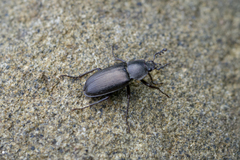 Platyceroides infernus