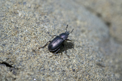 Platyceroides infernus