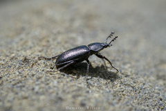 Platyceroides infernus