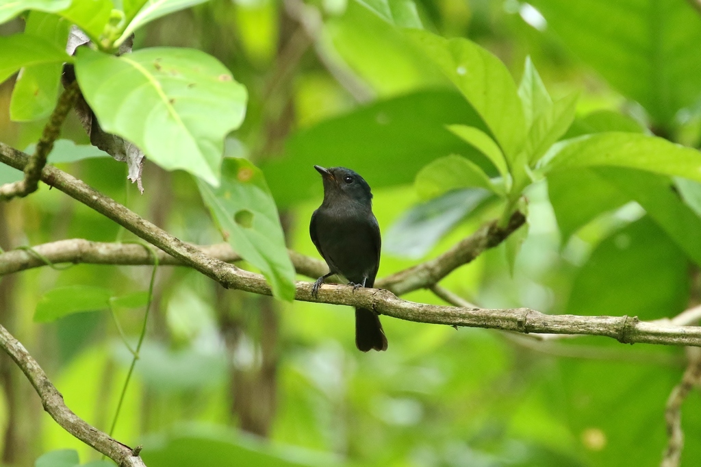 Pohnpei Flycatcher photo