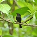Pohnpei Flycatcher - Photo (c) Thibaud Aronson, some rights reserved (CC BY-SA), uploaded by Thibaud Aronson