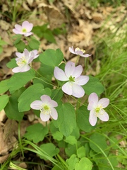 Thalictrum thalictroides
