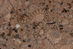 Crotalus cerastes cerastes