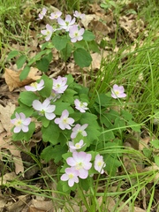 Thalictrum thalictroides