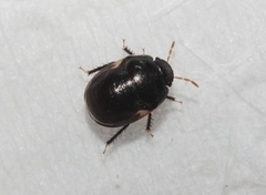 Cydnoides renormatus
