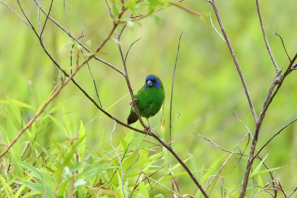Blue-faced Parrotfinch