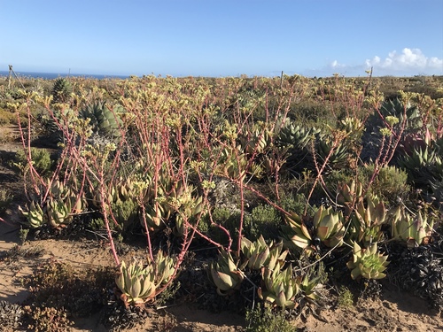 Dudleya ingens
