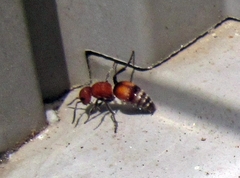 Pseudomethoca simillima