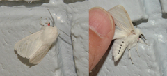 Spilosoma vestalis