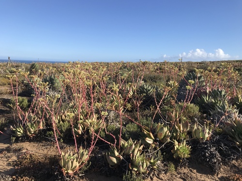 Dudleya ingens