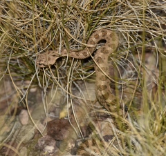 Crotalus cerastes cerastes