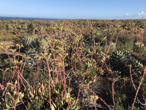 Dudleya ingens