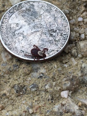 Dermacentor variabilis