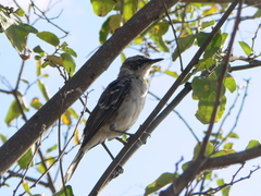Mimus parvulus parvulus