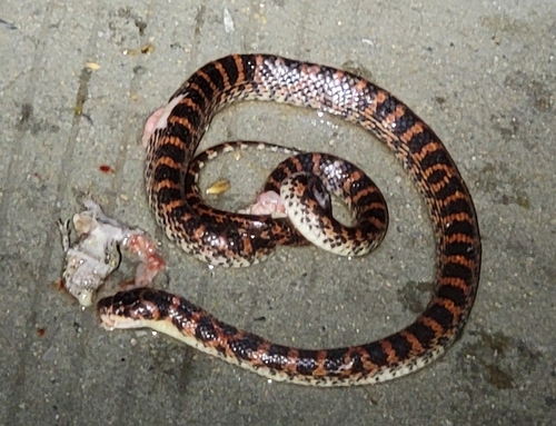 Red-banded Snake