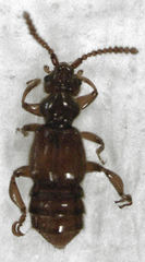 Sagola notabilis
