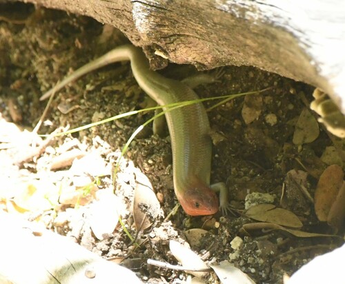 iNaturalist observation photo of Greater Brown Skink