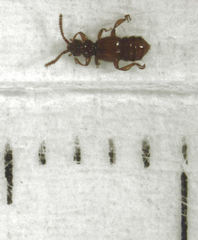 Sagola notabilis