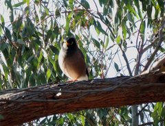 Acridotheres tristis