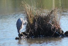 Egretta novaehollandiae