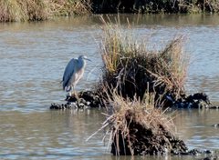 Egretta novaehollandiae