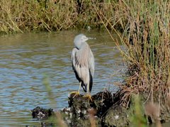 Egretta novaehollandiae