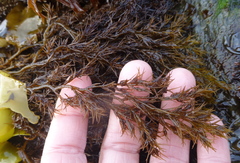 Odonthalia floccosa