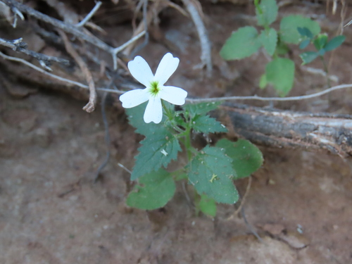 Jamesbrittenia megadenia (Jamesbrittenia megadenia)