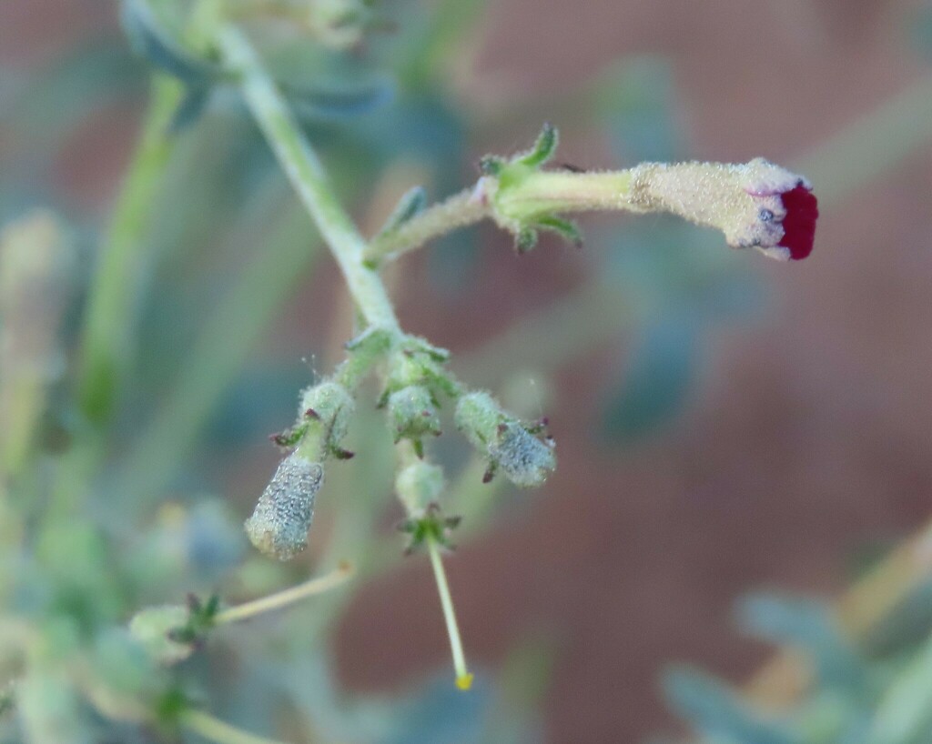 Jamesbrittenia barbata (Jamesbrittenia barbata)