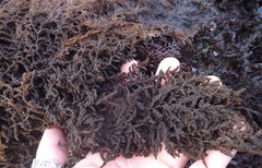 Callithamnion pikeanum