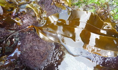 Laminaria setchellii
