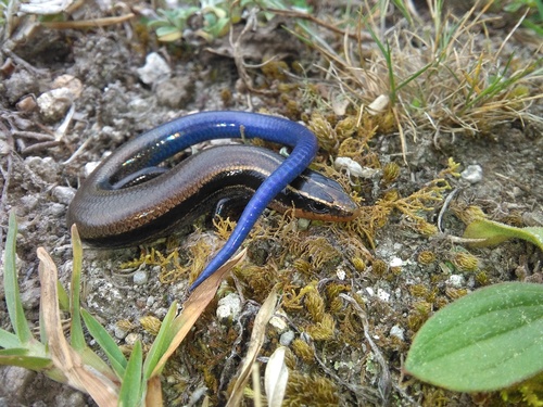 Oak Forest Skink