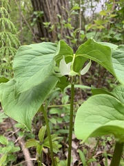 Trillium cernuum