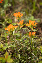 Castilleja hispida hispida