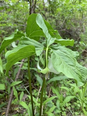 Trillium cernuum