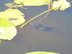 Astronotus ocellatus