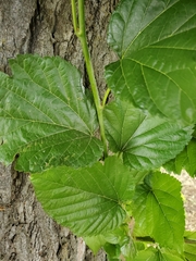 Morus nigra