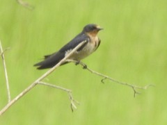 Hirundo angolensis