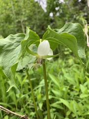 Trillium cernuum