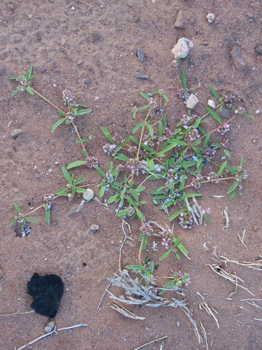 Image of Gisekia africana by no rights reserved
