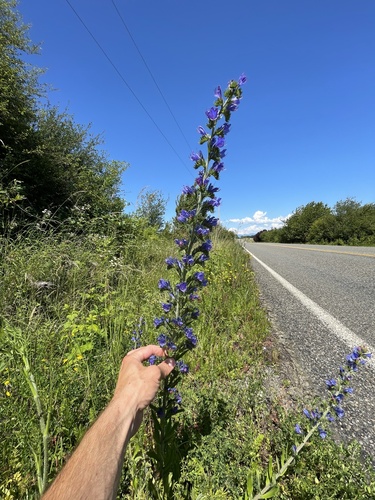 Echium vulgare