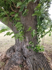 Morus nigra